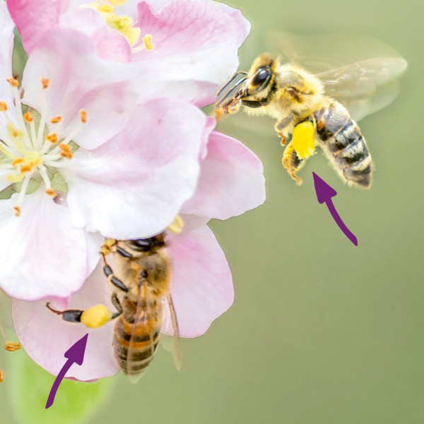 Deutscher Blütenpollen