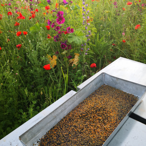 Deutscher Blütenpollen